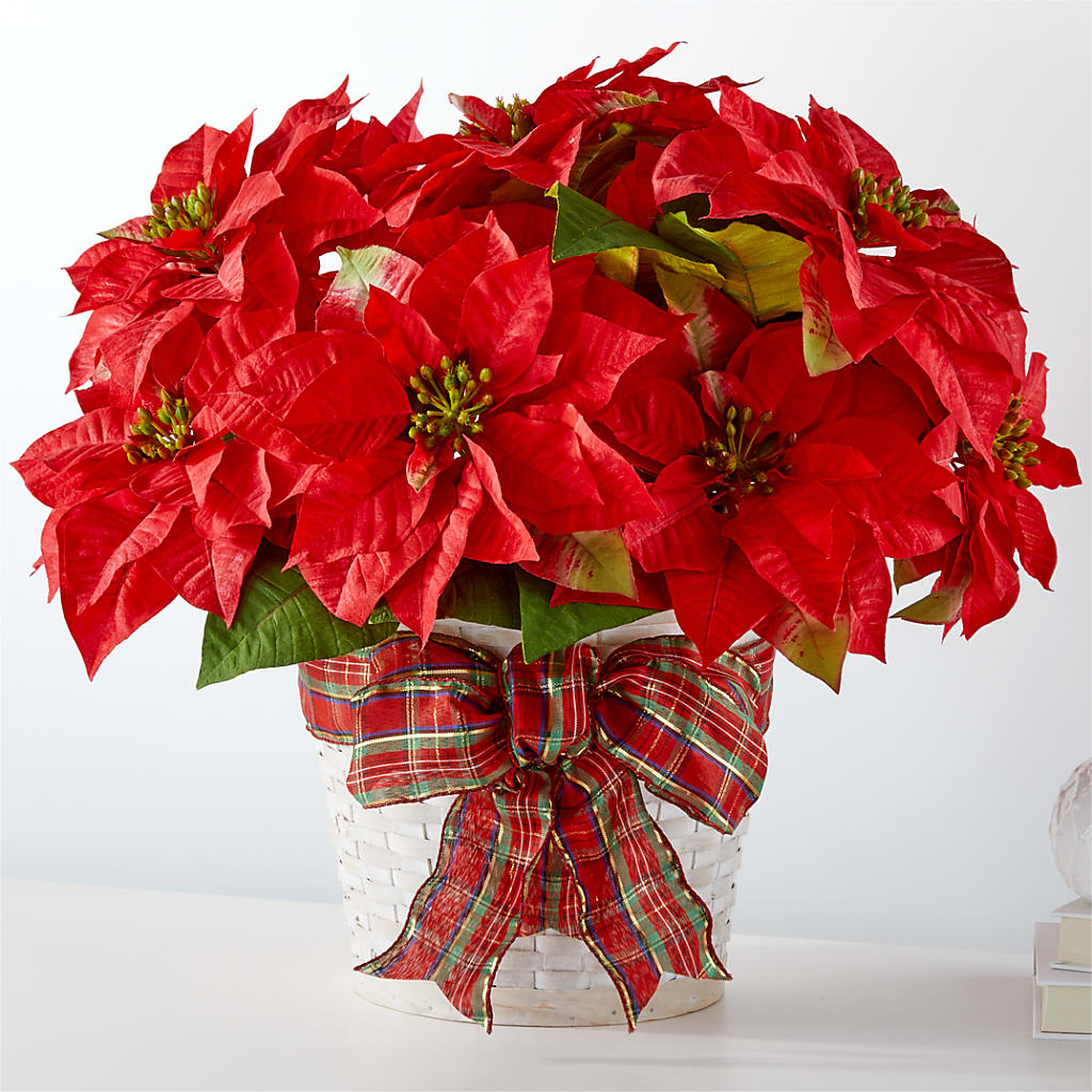 Happiest Holidays Poinsettia – JARDIN D'ETE, Markham ON