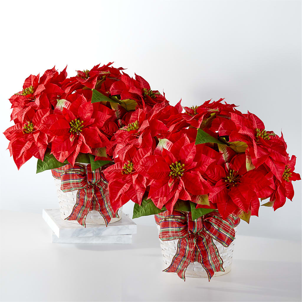 Happiest Holidays Poinsettia Bundle – JARDIN D'ETE, Markham ON
