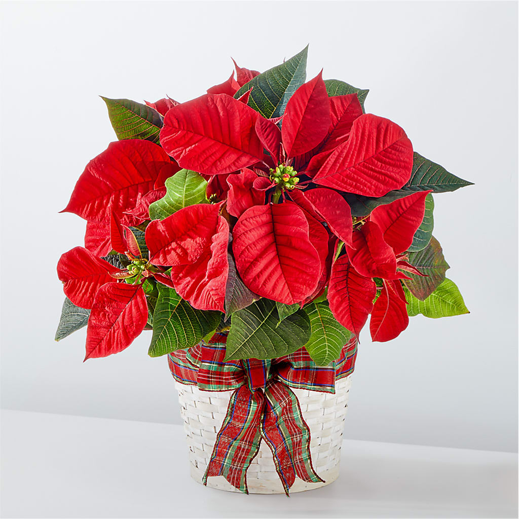 Happiest Holidays Poinsettia – JARDIN D'ETE, Markham ON