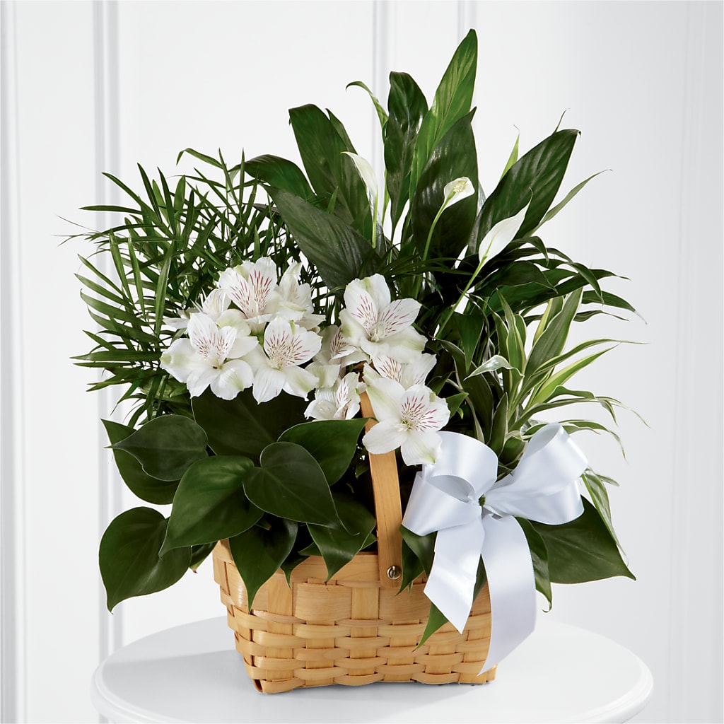 Peace & Serenity Dishgarden – JARDIN D'ETE, Markham ON
