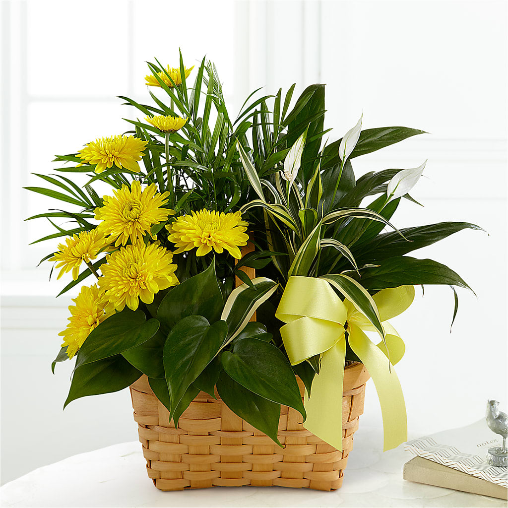 Loving Light Dishgarden – JARDIN D'ETE, Markham ON