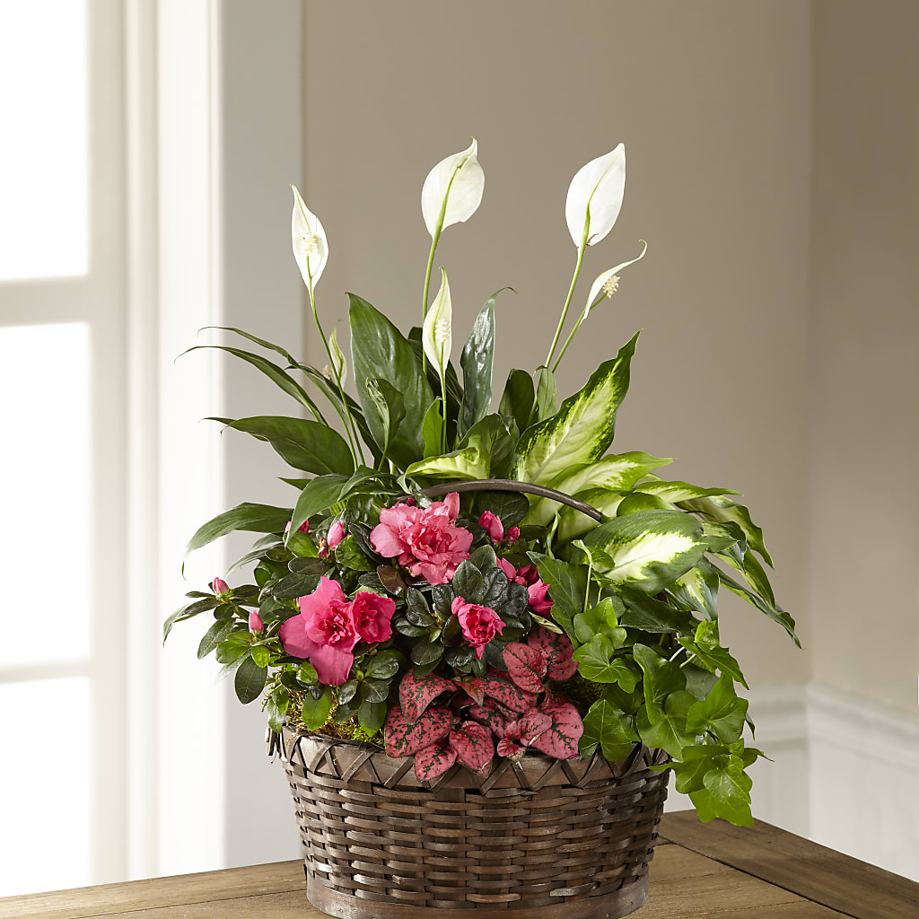 Dream in Pink Dishgarden – JARDIN D'ETE, Markham ON