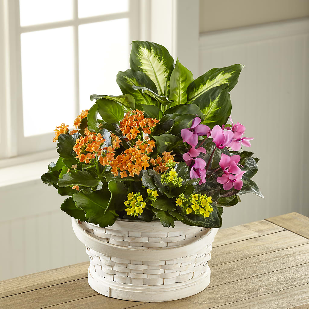 Color Crush Dishgarden – JARDIN D'ETE, Markham ON