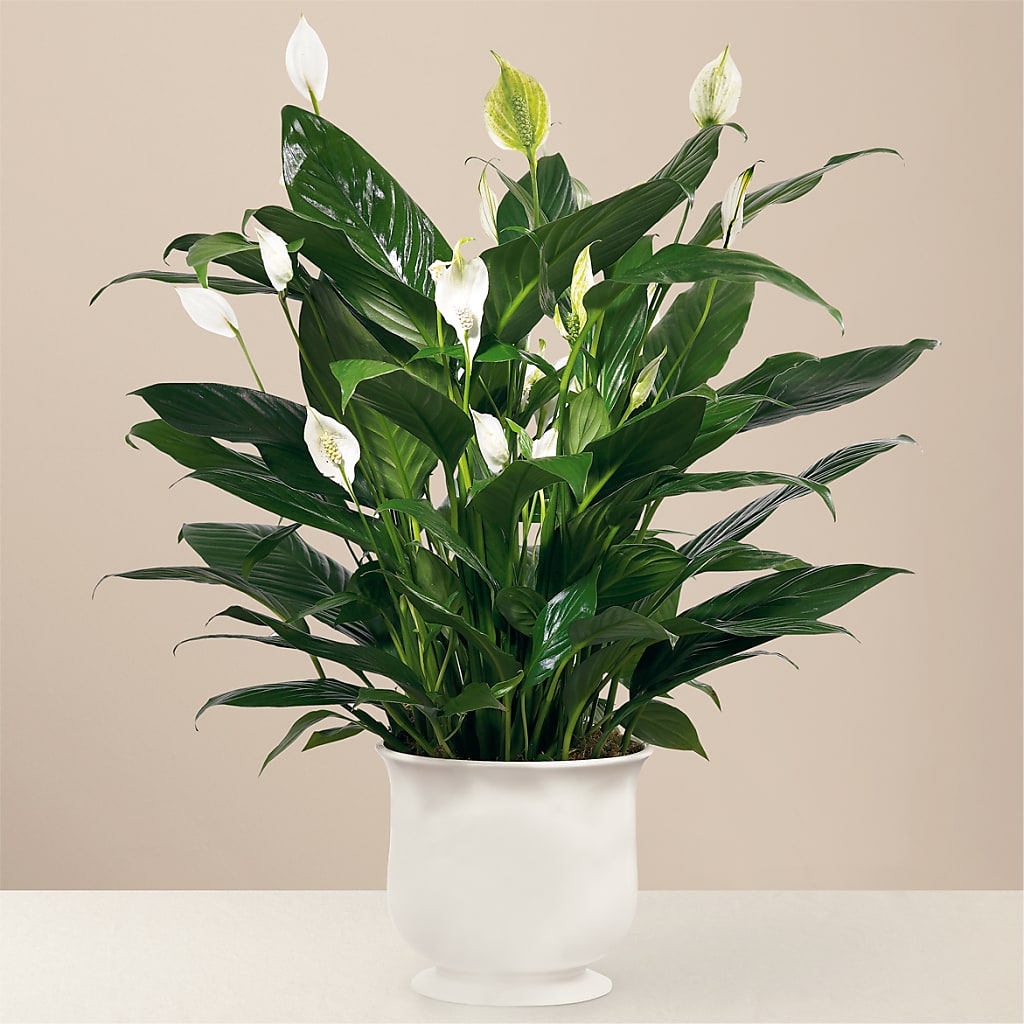 Comfort Planter – JARDIN D'ETE, Markham ON