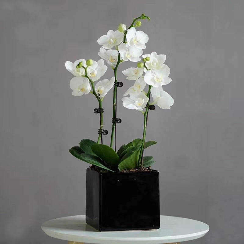 Mini Orchid Eleganc
