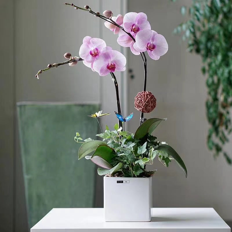 Mini Orchid Eleganc