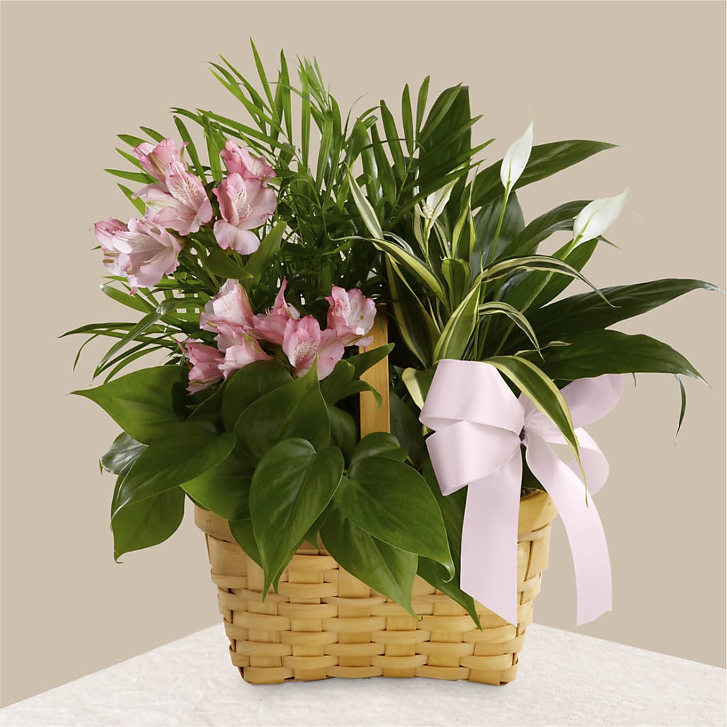 Living Spirit Dishgarden – JARDIN D'ETE, Markham ON