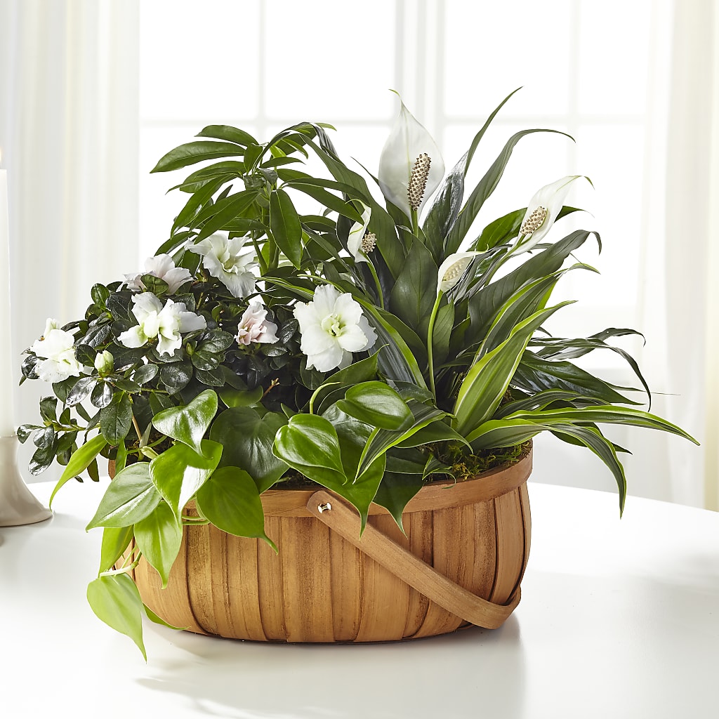 Serene Dishgarden – JARDIN D'ETE, Markham ON