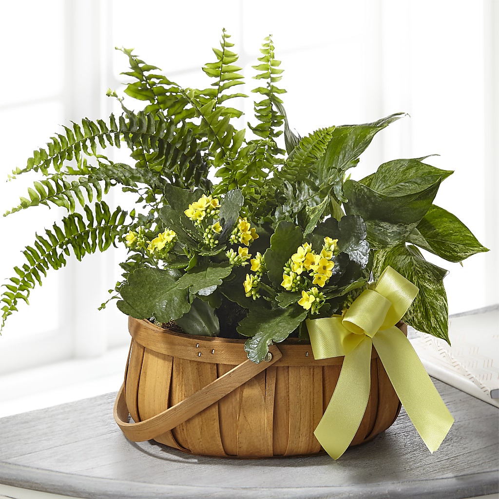 Always Dear Dishgarden – JARDIN D'ETE, Markham ON