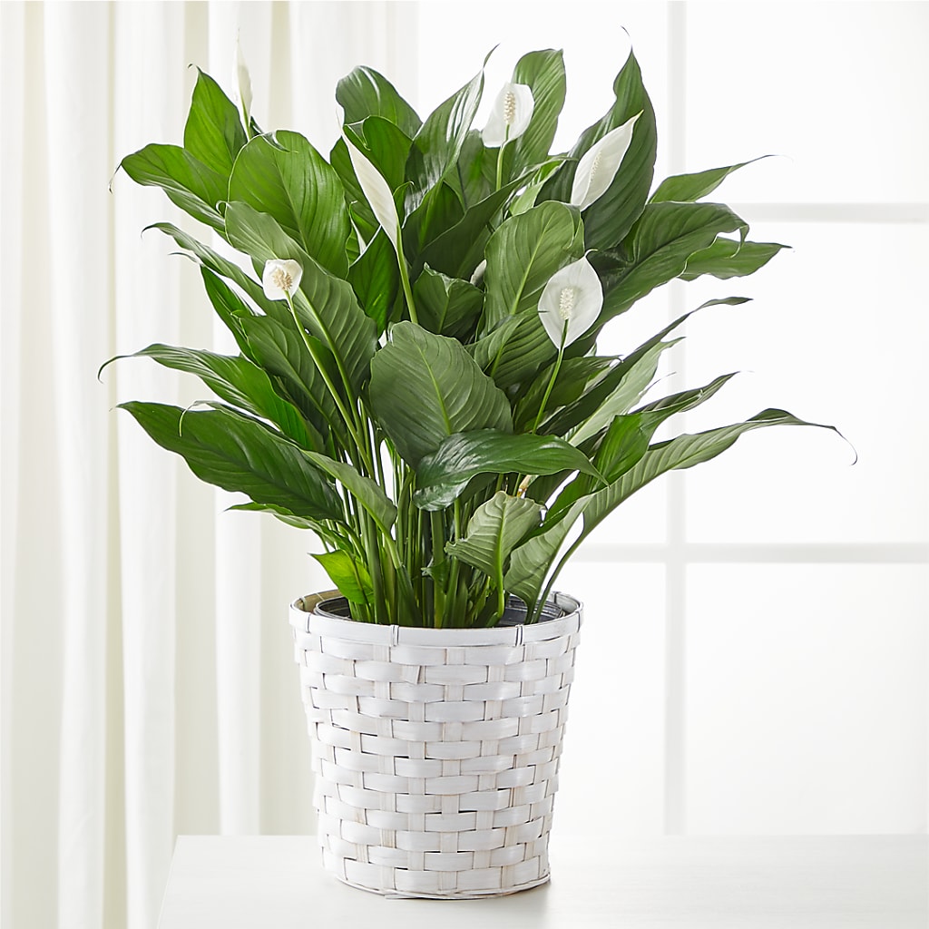 A New Leaf Peace Lily – JARDIN D'ETE, Markham ON
