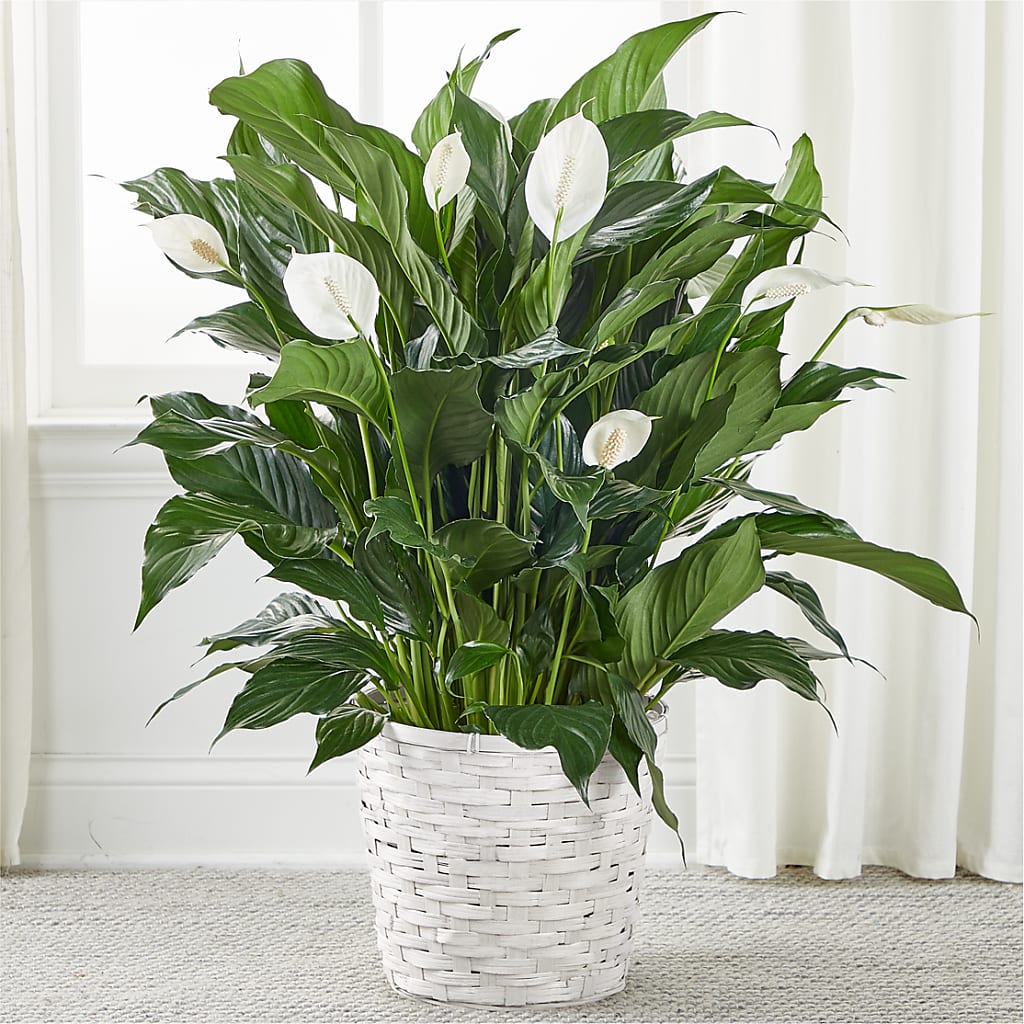 A New Leaf Peace Lily – JARDIN D'ETE, Markham ON