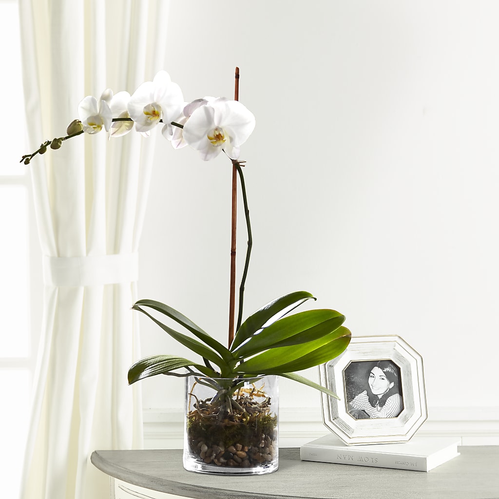 White Orchid Planter – JARDIN D'ETE, Markham ON