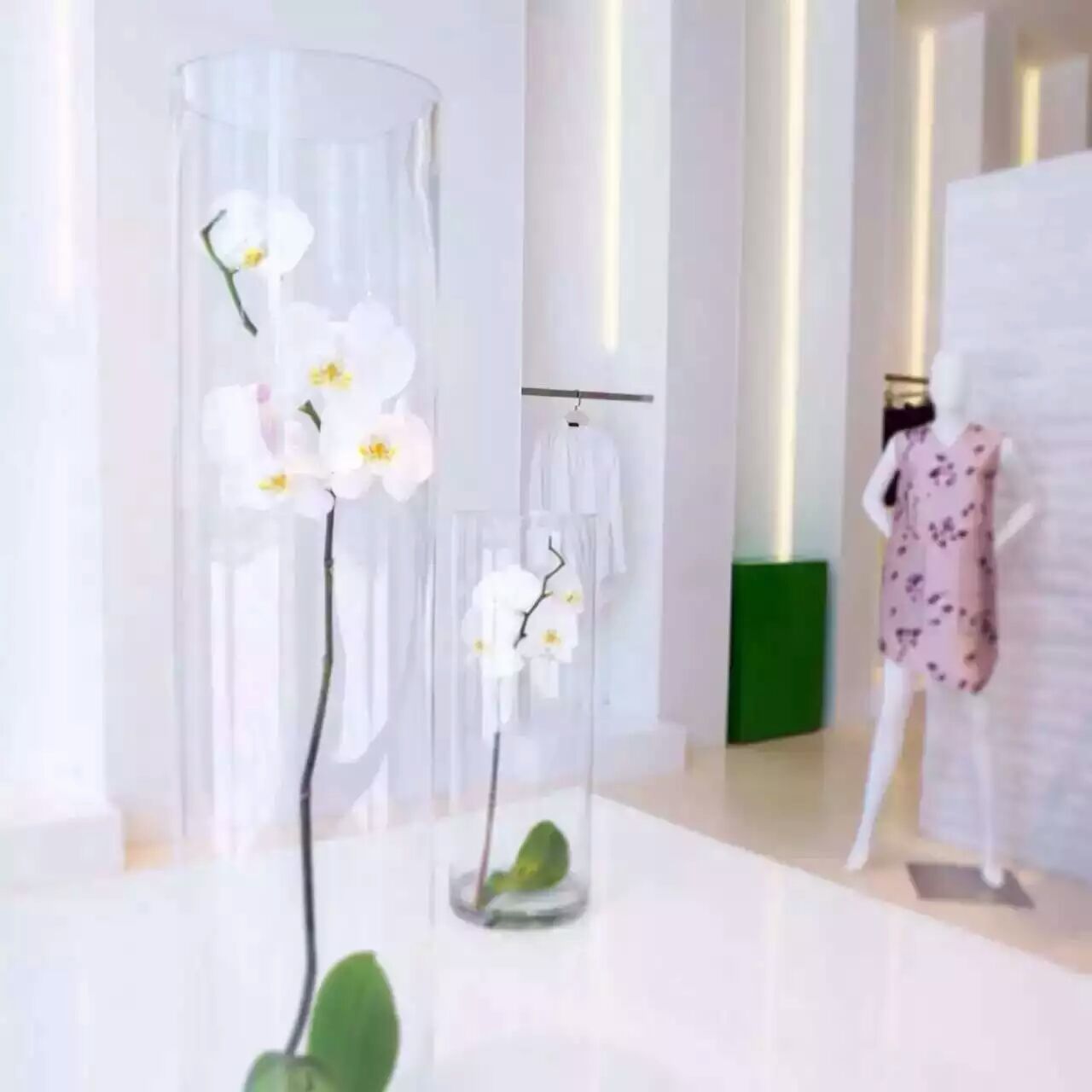 Orchid Whisper – JARDIN D'ETE, Markham ON