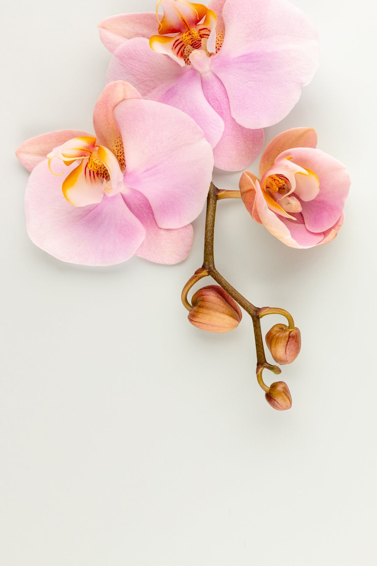 Orchid Whisper – JARDIN D'ETE, Markham ON
