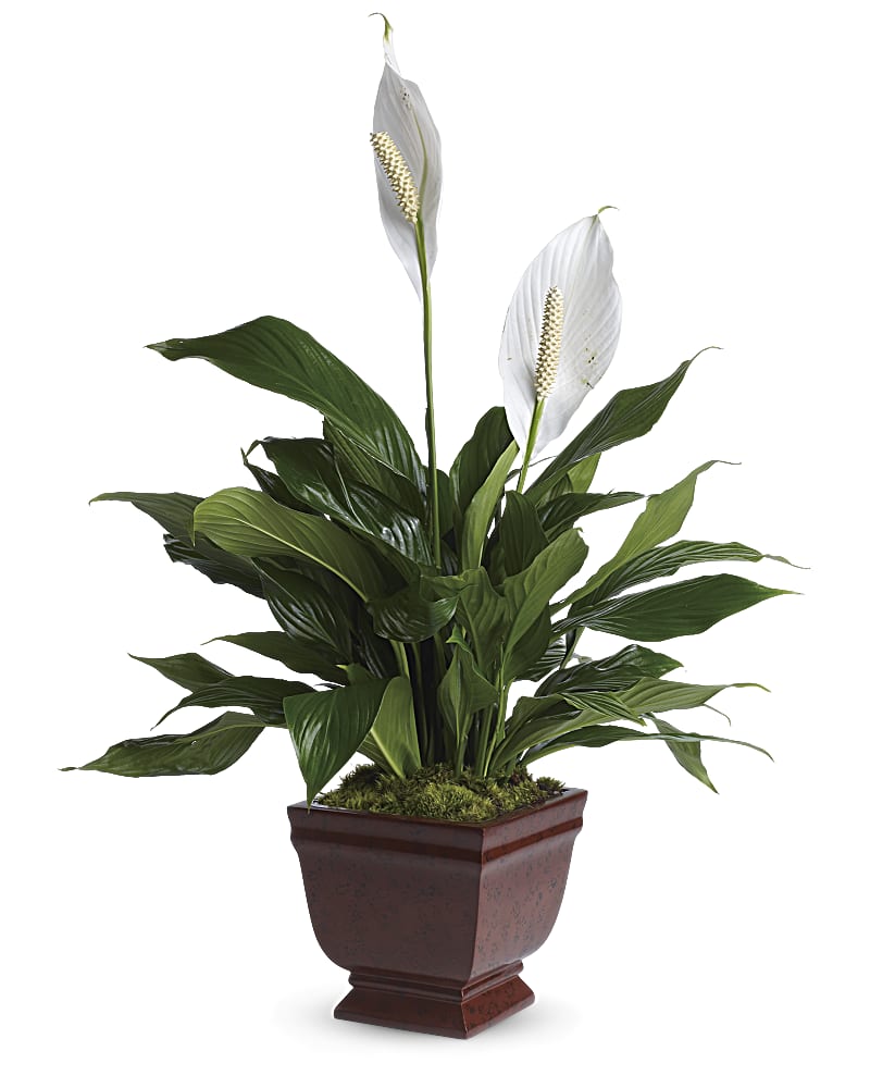 Peace Lily Plant Tribute – JARDIN D'ETE, Markham ON