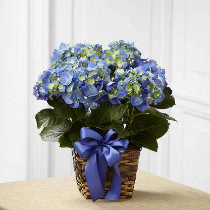 Blue Hydrangea Planter – JARDIN D'ETE, Markham ON