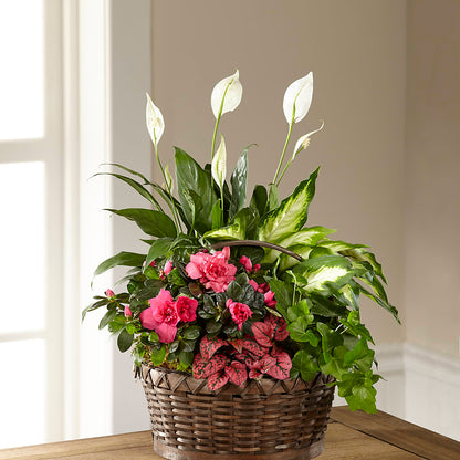 Dream in Pink Dishgarden – JARDIN D'ETE, Markham ON