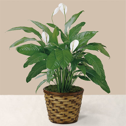 Tranquil Moments Peace Lily Plant – JARDIN D'ETE, Markham ON