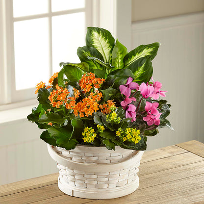 Color Crush Dishgarden – JARDIN D'ETE, Markham ON
