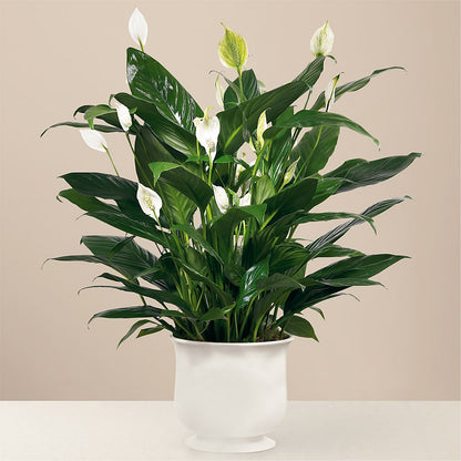 Comfort Planter – JARDIN D'ETE, Markham ON