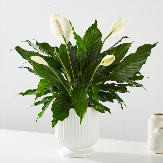 Comfort Planter – JARDIN D'ETE, Markham ON