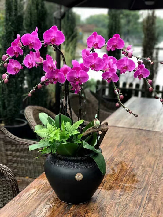 Elegant Phalaenopsis Orchid