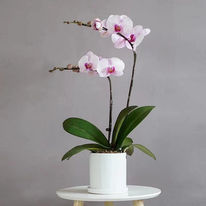 Mini Orchid Eleganc