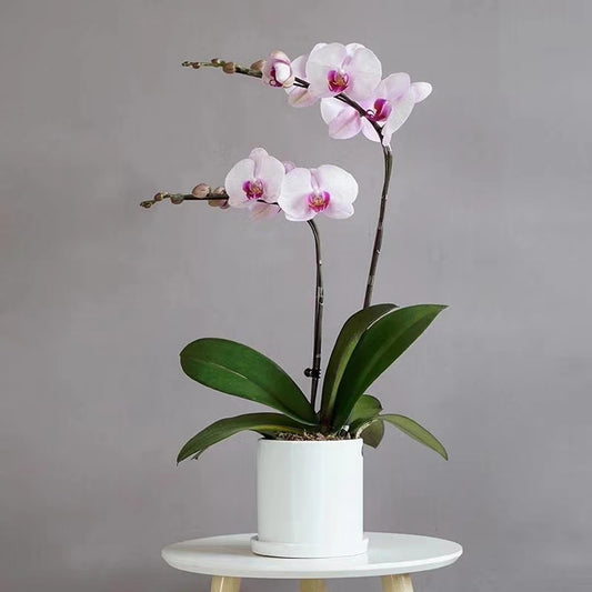 Mini Orchid Eleganc