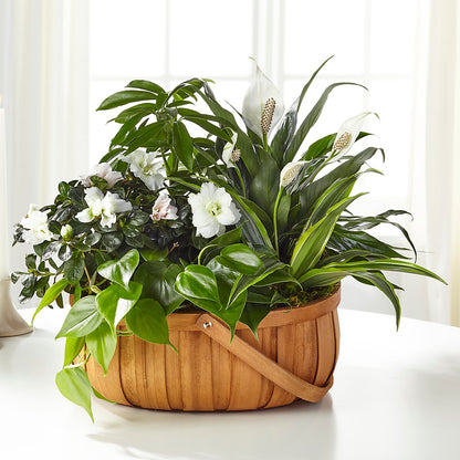 Serene Dishgarden – JARDIN D'ETE, Markham ON