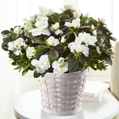 White Azalea Plant – JARDIN D'ETE, Markham ON