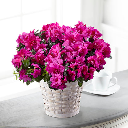 Hope & Serenity Azalea Plant – JARDIN D'ETE, Markham ON