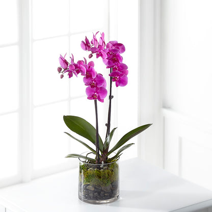 Pink Orchid Plant – JARDIN D'ETE, Markham ON