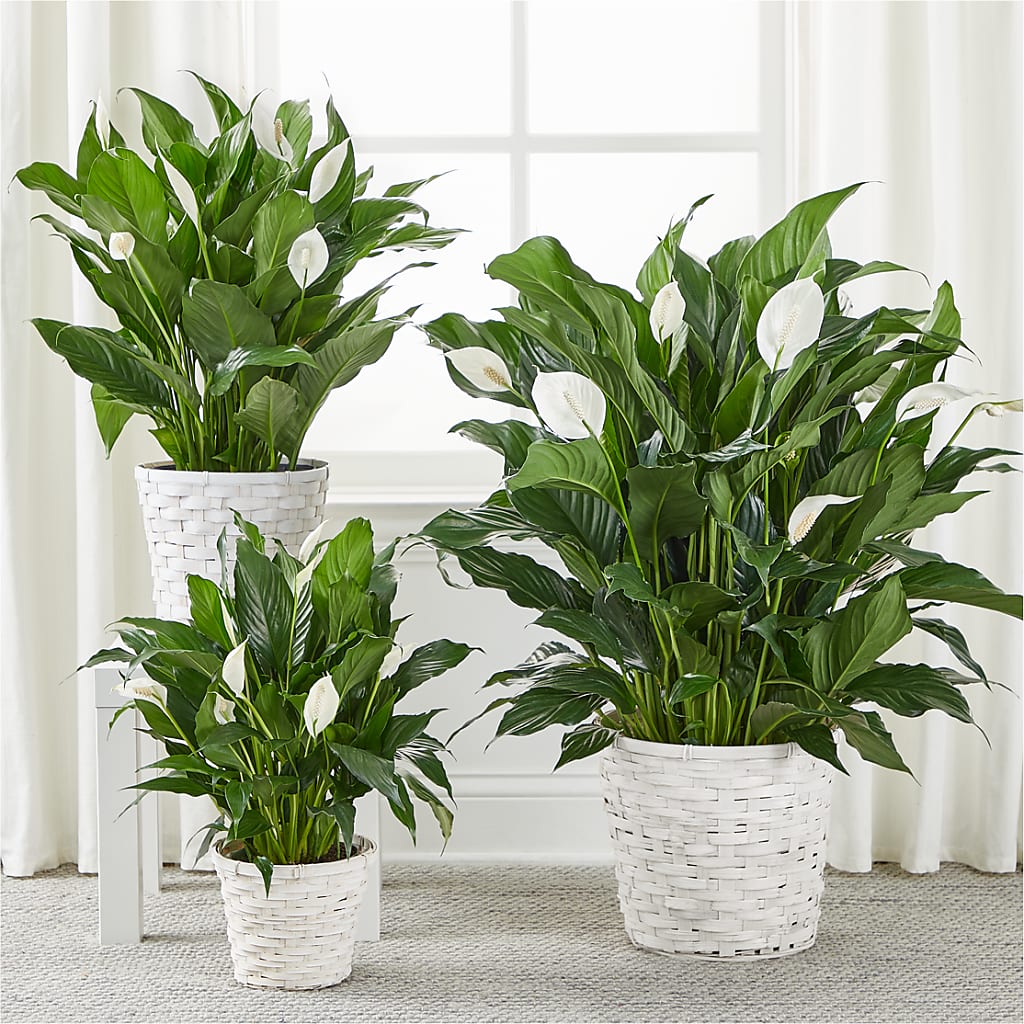 A New Leaf Peace Lily – JARDIN D'ETE, Markham ON