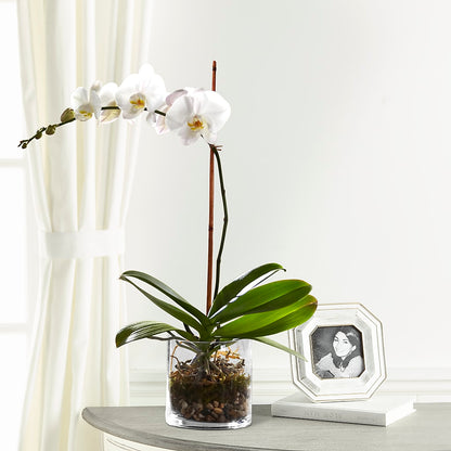 White Orchid Planter – JARDIN D'ETE, Markham ON