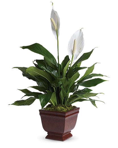 Peace Lily Plant Tribute – JARDIN D'ETE, Markham ON